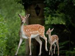 Ashdown Park