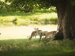 Swinton Park Hotel